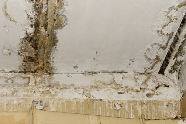 Trusted Oakdale, PA Mold Inspection, Removal & Remediation Experts